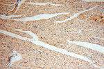 AMZ2 Antibody in Immunohistochemistry (Paraffin) (IHC (P))