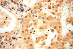 AMZ2 Antibody in Immunohistochemistry (Paraffin) (IHC (P))