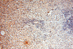 AMZ2 Antibody in Immunohistochemistry (Paraffin) (IHC (P))