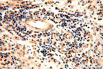 AMZ2 Antibody in Immunohistochemistry (Paraffin) (IHC (P))