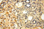 AMZ2 Antibody in Immunohistochemistry (Paraffin) (IHC (P))