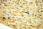 AMZ2 Antibody in Immunohistochemistry (Paraffin) (IHC (P))