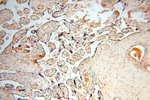 AMZ2 Antibody in Immunohistochemistry (Paraffin) (IHC (P))