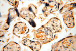 AMZ2 Antibody in Immunohistochemistry (Paraffin) (IHC (P))