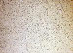 AMZ2 Antibody in Immunohistochemistry (Paraffin) (IHC (P))