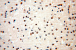 AMZ2 Antibody in Immunohistochemistry (Paraffin) (IHC (P))