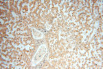 AMZ2 Antibody in Immunohistochemistry (Paraffin) (IHC (P))