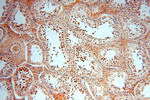 AMZ2 Antibody in Immunohistochemistry (Paraffin) (IHC (P))