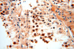 AMZ2 Antibody in Immunohistochemistry (Paraffin) (IHC (P))