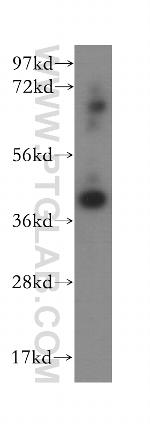 AMZ2 Antibody in Western Blot (WB)