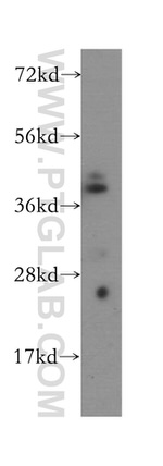 AMZ2 Antibody in Western Blot (WB)