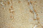 Haptoglobin Antibody in Immunohistochemistry (Paraffin) (IHC (P))