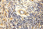 GTDC1 Antibody in Immunohistochemistry (Paraffin) (IHC (P))