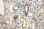 GTDC1 Antibody in Immunohistochemistry (Paraffin) (IHC (P))