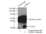 CD40L/CD154 Antibody in Immunoprecipitation (IP)