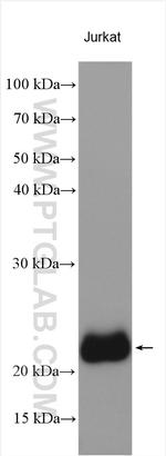 CD3 delta Antibody in Western Blot (WB)
