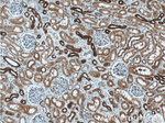 AMFR Antibody in Immunohistochemistry (Paraffin) (IHC (P))