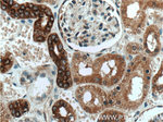 AMFR Antibody in Immunohistochemistry (Paraffin) (IHC (P))
