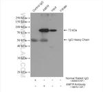 AMFR Antibody in Immunoprecipitation (IP)