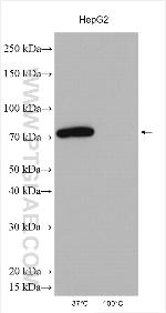 AMFR Antibody in Western Blot (WB)