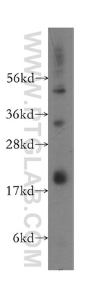 RPS13 Antibody in Western Blot (WB)