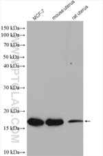 RPS13 Antibody in Western Blot (WB)