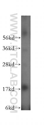 RPS13 Antibody in Western Blot (WB)