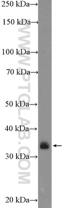 CRK Antibody in Western Blot (WB)