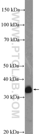 CRK Antibody in Western Blot (WB)
