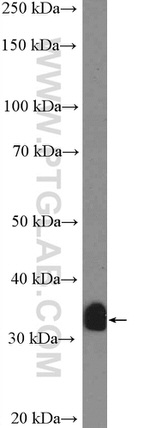 CRK Antibody in Western Blot (WB)