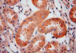 CKAP4 Antibody in Immunohistochemistry (Paraffin) (IHC (P))
