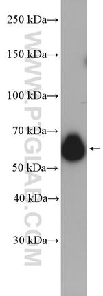 CKAP4 Antibody in Western Blot (WB)