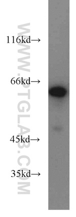 CKAP4 Antibody in Western Blot (WB)