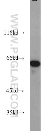 CKAP4 Antibody in Western Blot (WB)