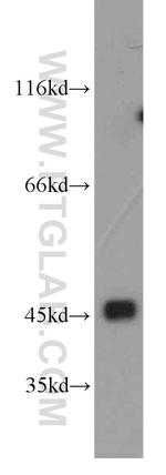 Cytohesin 3 Antibody in Western Blot (WB)