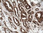 TOMM6 Antibody in Immunohistochemistry (Paraffin) (IHC (P))