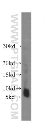 TOMM6 Antibody in Western Blot (WB)