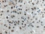 ALY Antibody in Immunohistochemistry (Paraffin) (IHC (P))