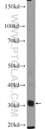 ALY Antibody in Western Blot (WB)