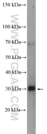 ALY Antibody in Western Blot (WB)