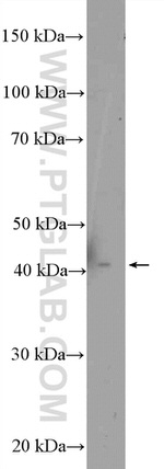 MTRF1L Antibody in Western Blot (WB)