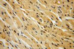 CA13 Antibody in Immunohistochemistry (Paraffin) (IHC (P))