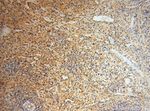 CA13 Antibody in Immunohistochemistry (Paraffin) (IHC (P))