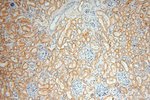 CA13 Antibody in Immunohistochemistry (Paraffin) (IHC (P))