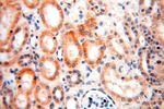 CA13 Antibody in Immunohistochemistry (Paraffin) (IHC (P))