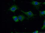 CA13 Antibody in Immunocytochemistry (ICC/IF)