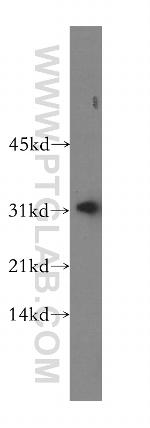 CA13 Antibody in Western Blot (WB)