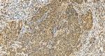 NAA40 Antibody in Immunohistochemistry (Paraffin) (IHC (P))