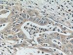 Glypican 1 Antibody in Immunohistochemistry (Paraffin) (IHC (P))
