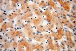 RPL7L1 Antibody in Immunohistochemistry (Paraffin) (IHC (P))